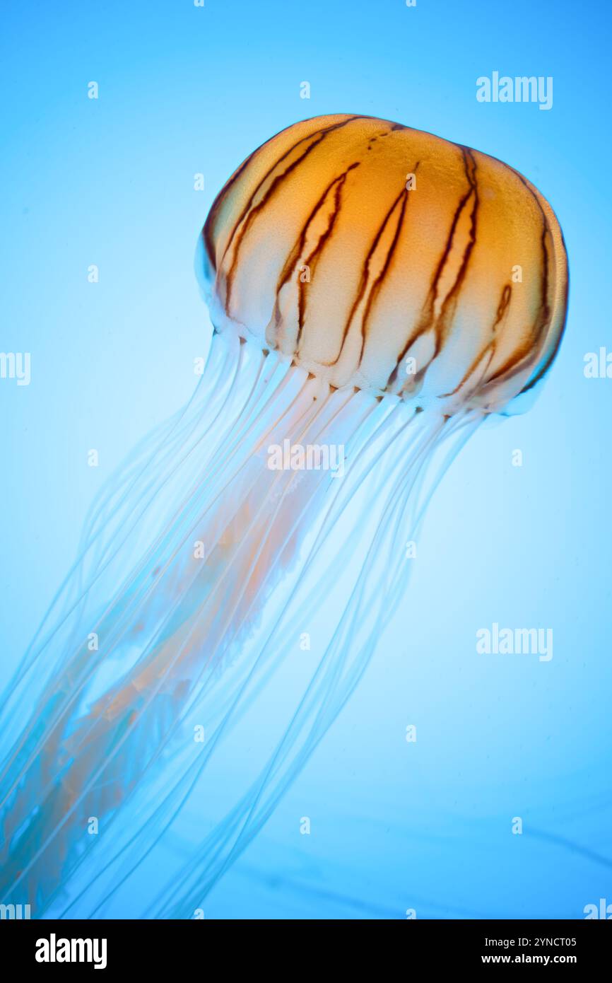 Aquarium National de Baltimore // BALTIMORE, Maryland, États-Unis — les orties marines japonaises (Chrysaora pacifica) flottent gracieusement dans leur réservoir spécialisé à l'Aquarium National. Ces méduses, originaires des eaux autour du Japon et d'autres parties du Pacifique occidental, sont connues pour leurs longs tentacules distinctifs et leurs cloches translucides. Les expositions soigneusement conçues de l'aquarium présentent ces créatures délicates dans un environnement qui imite leur habitat naturel. Banque D'Images