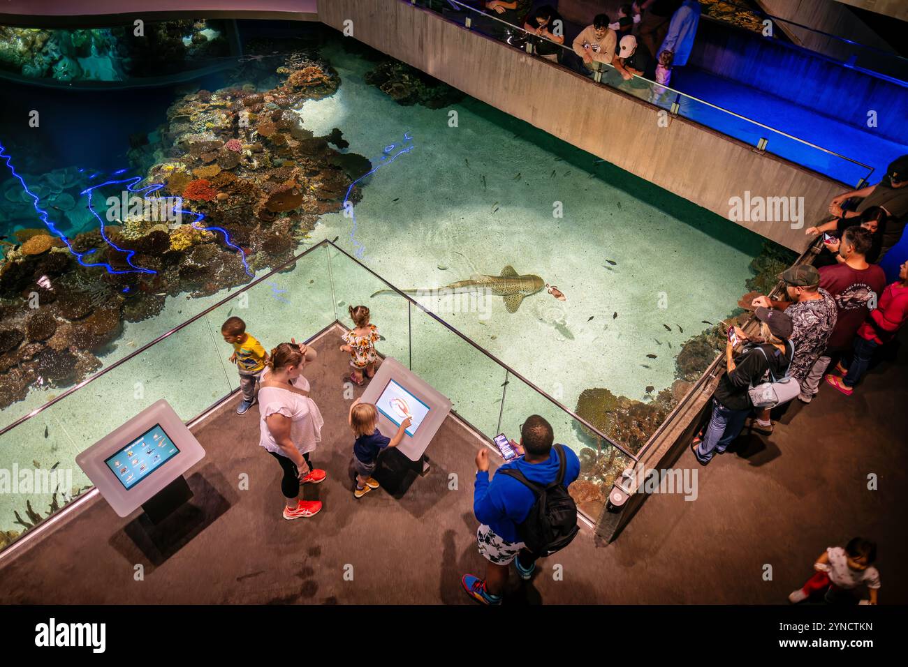 BALTIMORE, États-Unis — L'exposition Blacktip Reef à l'Aquarium national recrée un écosystème de récifs coralliens indo-pacifiques. Les requins à pointe noire (Carcharhinus melanopterus) partagent l'habitat de 260 000 gallons avec d'autres espèces vivant dans les récifs. L’exposition, qui a ouvert ses portes en 2013, propose plusieurs niveaux de visualisation permettant aux visiteurs d’observer les interactions complexes de la vie récifale. Banque D'Images