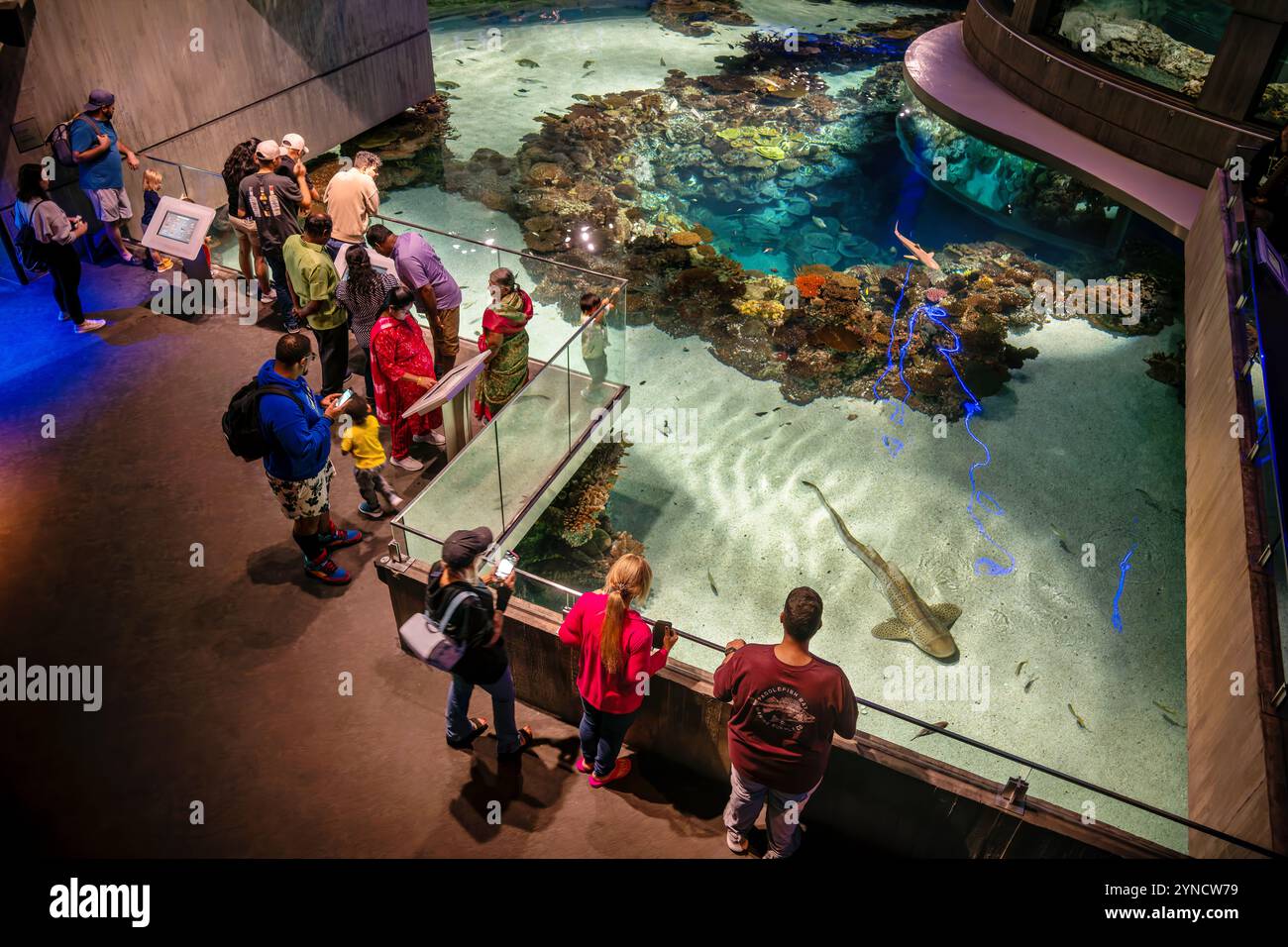 BALTIMORE, États-Unis — L'exposition Blacktip Reef à l'Aquarium national recrée un écosystème de récifs coralliens indo-pacifiques. Les requins à pointe noire (Carcharhinus melanopterus) partagent l'habitat de 260 000 gallons avec d'autres espèces vivant dans les récifs. L’exposition, qui a ouvert ses portes en 2013, propose plusieurs niveaux de visualisation permettant aux visiteurs d’observer les interactions complexes de la vie récifale. Banque D'Images