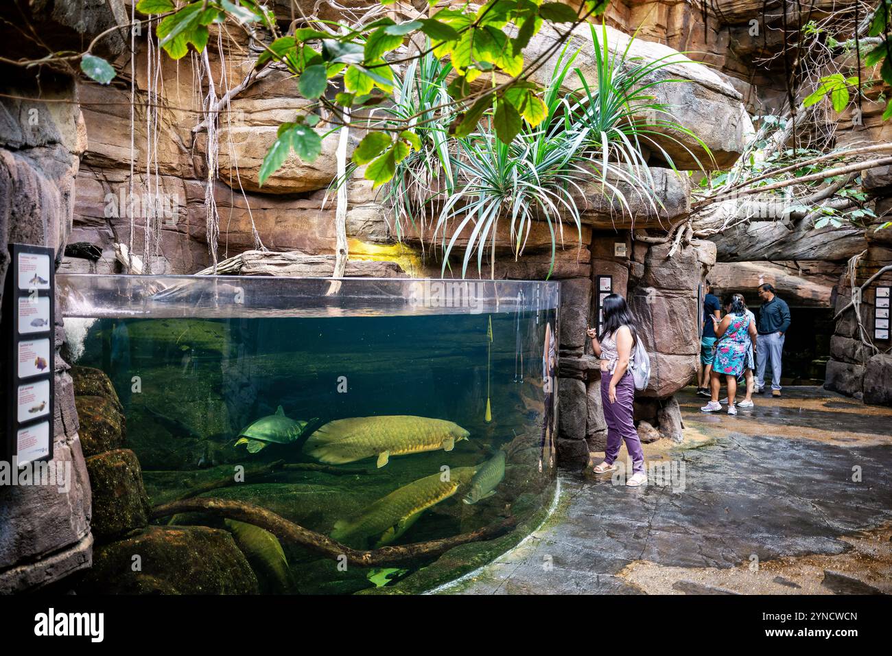 Exposition de l'aquarium national d'Australie Baltimore // BALTIMORE, Maryland — L'exposition de l'Australie à l'aquarium national de Baltimore présente la vie marine des eaux septentrionales du continent, y compris l'écosystème de la Grande barrière de corail. L'exposition immersive présente des espèces aquatiques australiennes, notamment des poissons de récif colorés, des coraux et d'autres invertébrés marins originaires des eaux australiennes. L'Aquarium national, situé dans le port intérieur de Baltimore, abrite des milliers d'animaux représentant des centaines d'espèces dans des habitats primés conçus pour éduquer les visiteurs sur la conservation marine. Banque D'Images