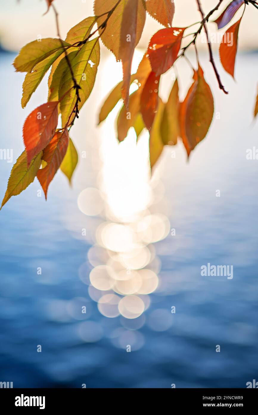 WASHINGTON DC, États-Unis — les cerisiers Yoshino affichent leurs couleurs d'automne le long du Tidal Basin. Les mêmes arbres célèbres pour leurs fleurs de cerisier printanières se transforment en brillantes nuances d'orange et de jaune à l'automne. Cette exposition saisonnière offre une perspective différente sur les célèbres cerisiers de Washington. Banque D'Images