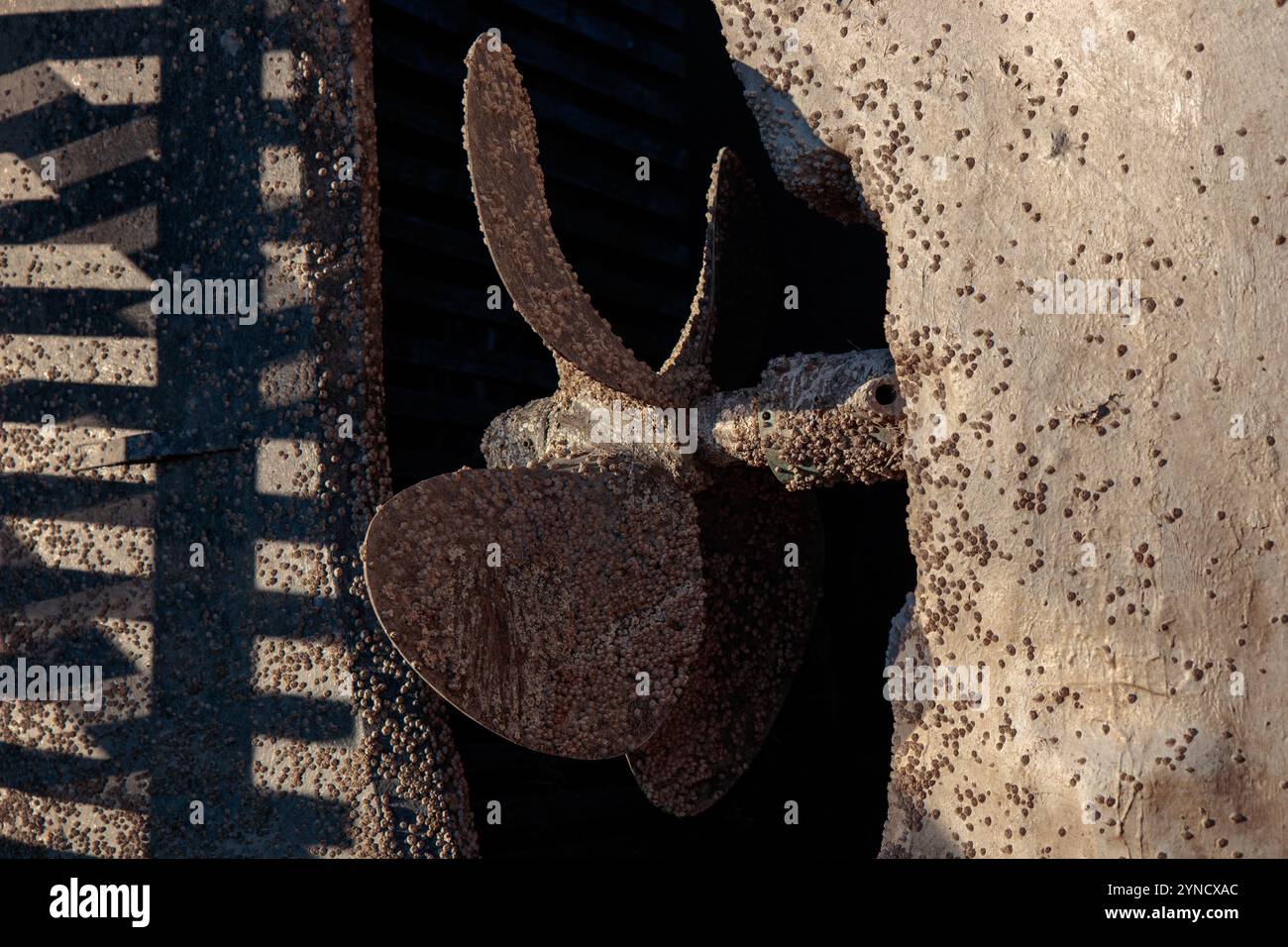 L'hélice et le fond du bateau recouverts de balanes Acorn (Semibalanus balanoides), prêts à être raclés, nettoyés et enduits de peinture antifouling Banque D'Images