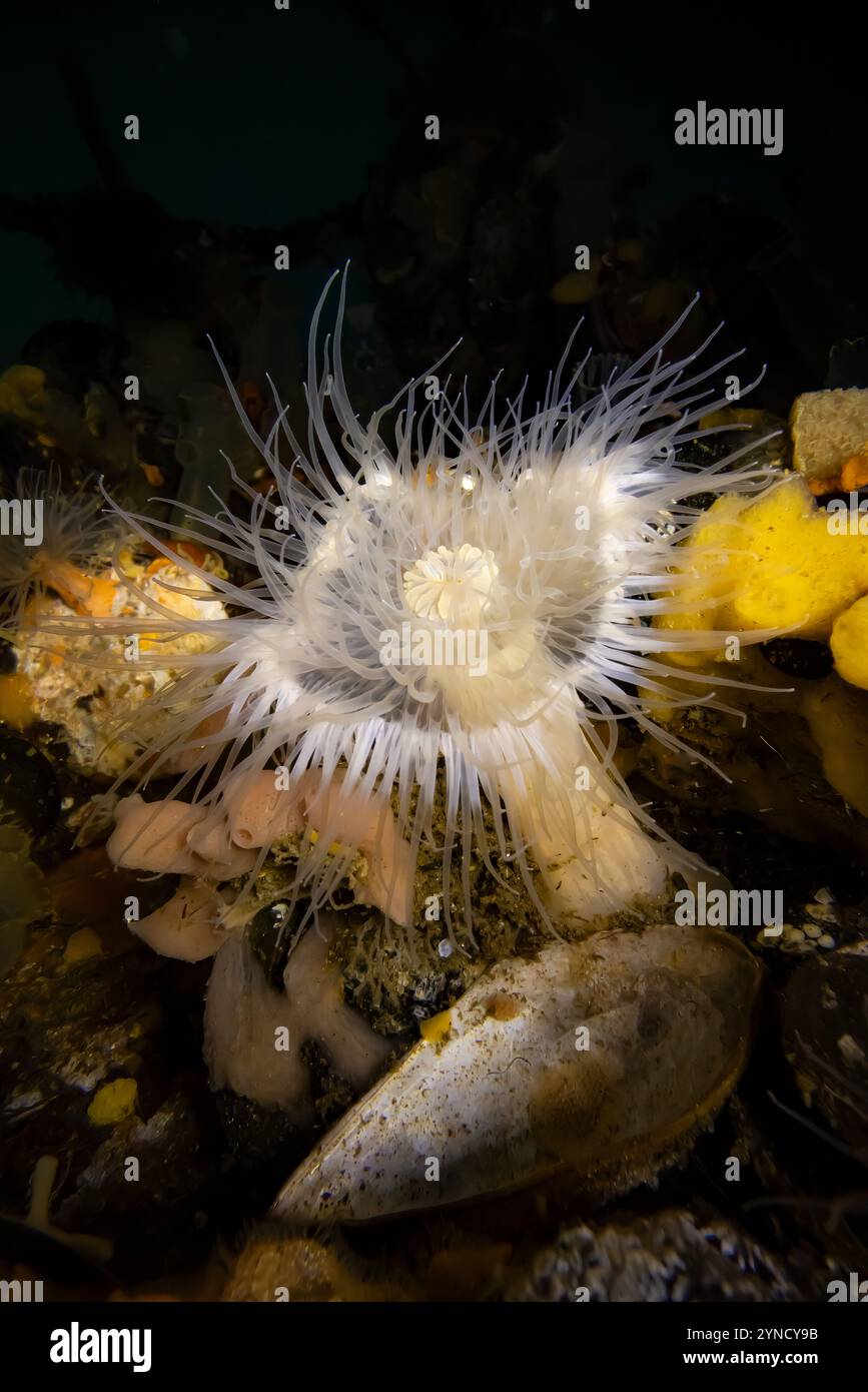 Courte Plumose anémone, Metridium dianthus, sur quai à Shilshole Bay Marina sur Pugest Sound, Seattle, État de Washington, États-Unis Banque D'Images