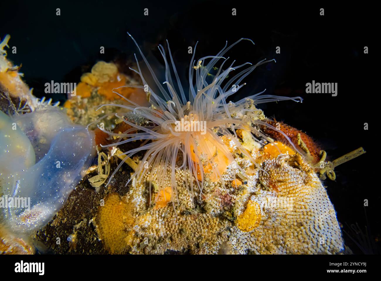 Courte Plumose anémone, Metridium dianthus, avec Derby Hat Bryozoan, sur quai à Shilshole Bay Marina sur Pugest Sound, Seattle, État de Washington, États-Unis Banque D'Images