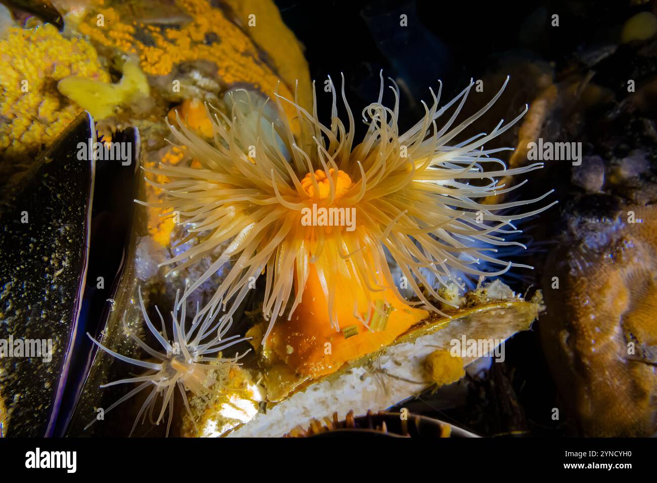 Courte Plumose anémone, Metridium dianthus, sur quai à Shilshole Bay Marina sur Pugest Sound, Seattle, État de Washington, États-Unis Banque D'Images