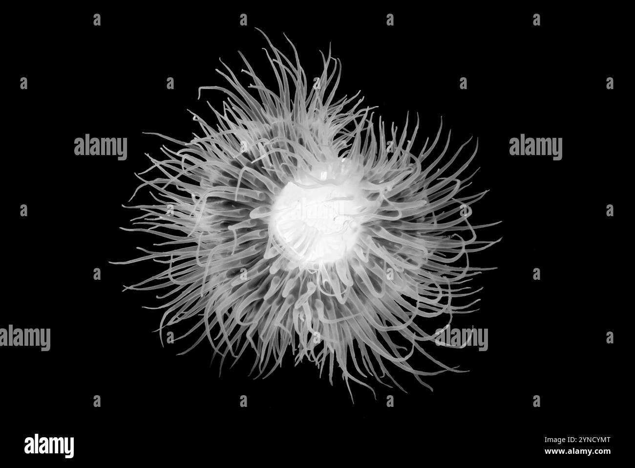 Courte Plumose anémone, Metridium dianthus, sur quai à Shilshole Bay Marina sur Pugest Sound, Seattle, État de Washington, États-Unis Banque D'Images