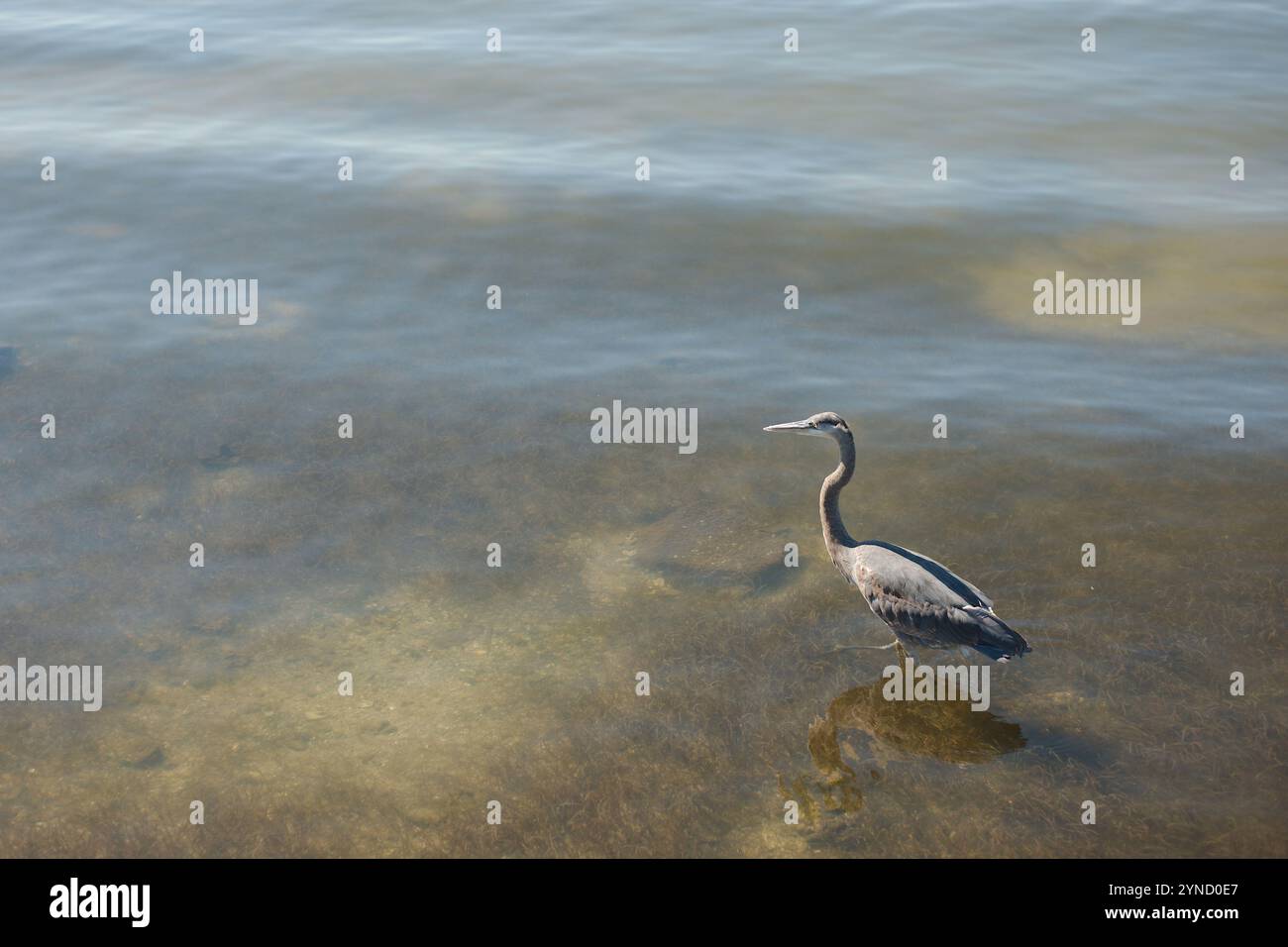 Isolé Blue Heron dans le coin inférieur droit nageant à gauche dans l'eau plate calme. Réflexion d'oiseau dans de petites vagues. Horizontal regardant dans la baie Banque D'Images