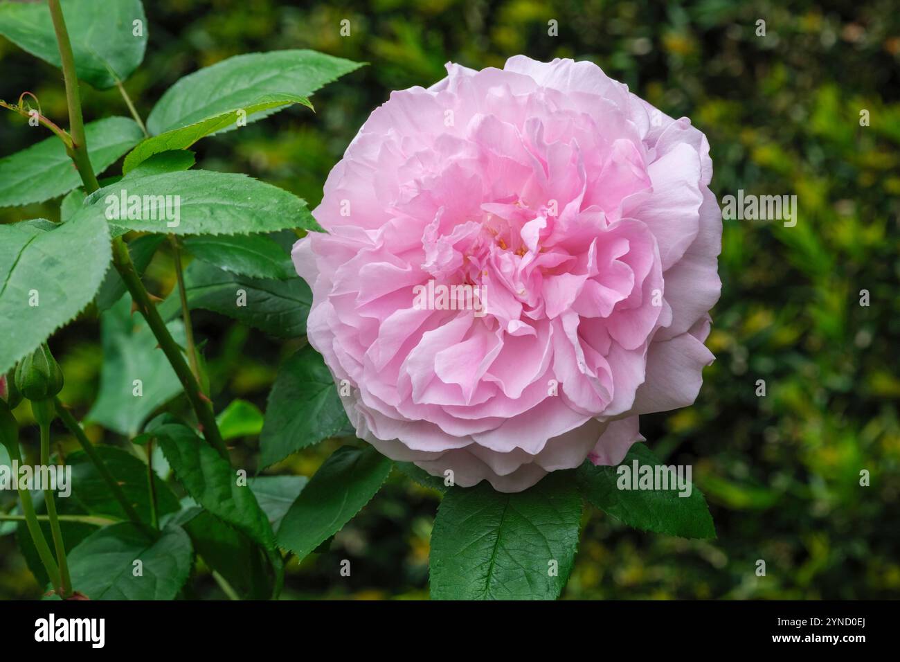 Rosa Mary Rose, Rosa Ausmary, rose double, fleurs à pétales lâches Banque D'Images