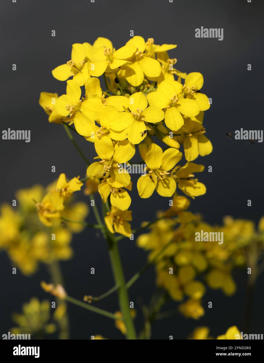 Moutarde des champs, Brassica rapa, Brassicaceae. Réserve naturelle d'Amwell, Royaume-Uni. Banque D'Images
