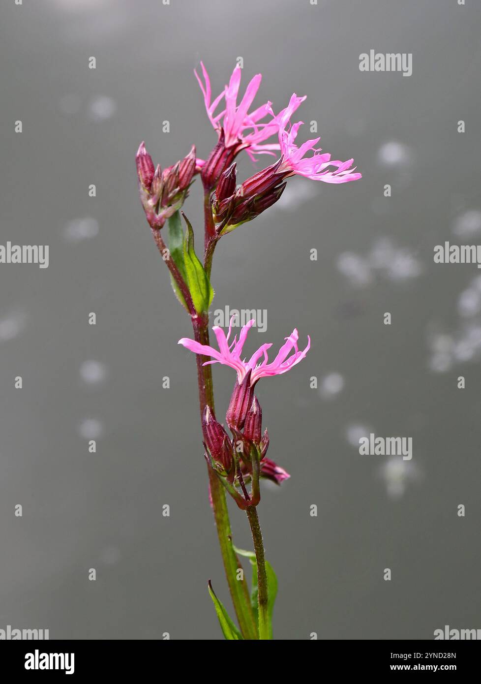 Ragged-robin ou Ragged Robin, Silene flos-cuculi (syn. Lychnis flos-cuculi), Caryophyllaceae. Réserve naturelle d'Amwell, Royaume-Uni. Banque D'Images