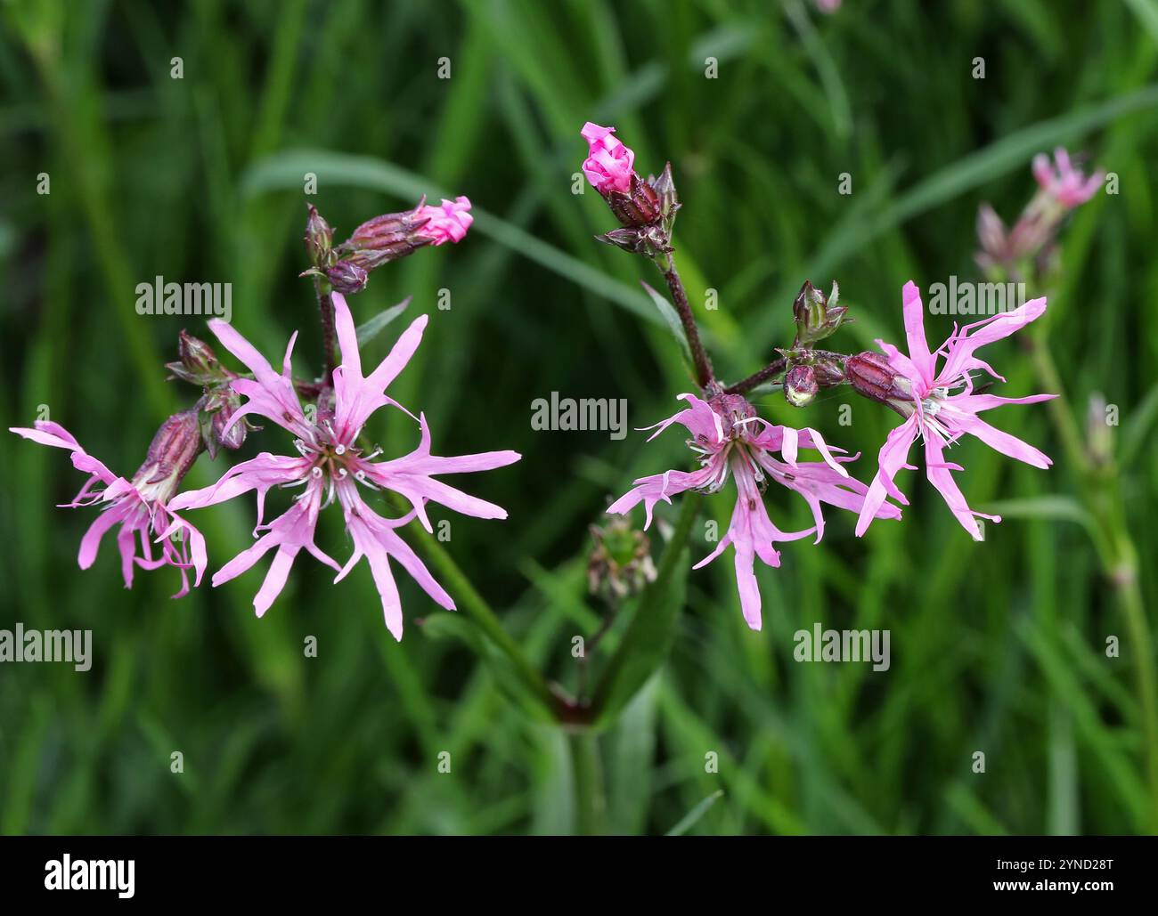 Ragged-robin ou Ragged Robin, Silene flos-cuculi (syn. Lychnis flos-cuculi), Caryophyllaceae. Réserve naturelle d'Amwell, Royaume-Uni. Banque D'Images