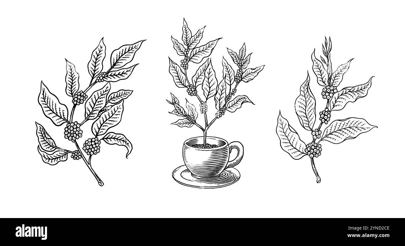 Café dans un style vintage. Grain, feuilles de cacao, bâtonnets de cannelle, une tasse et une théière, une cafetière et un sac de lait, inscription calligraphique. Main Illustration de Vecteur