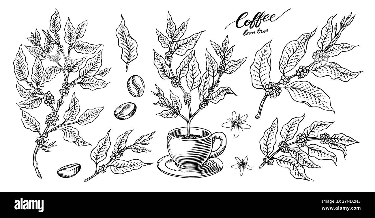 Café dans un style vintage. Grain, feuilles de cacao, bâtonnets de cannelle, une tasse et une théière, une cafetière et un sac de lait, inscription calligraphique. Main Illustration de Vecteur