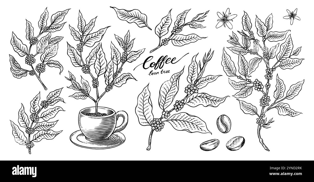 Café dans un style vintage. Grain, feuilles de cacao, bâtonnets de cannelle, une tasse et une théière, une cafetière et un sac de lait, inscription calligraphique. Main Illustration de Vecteur