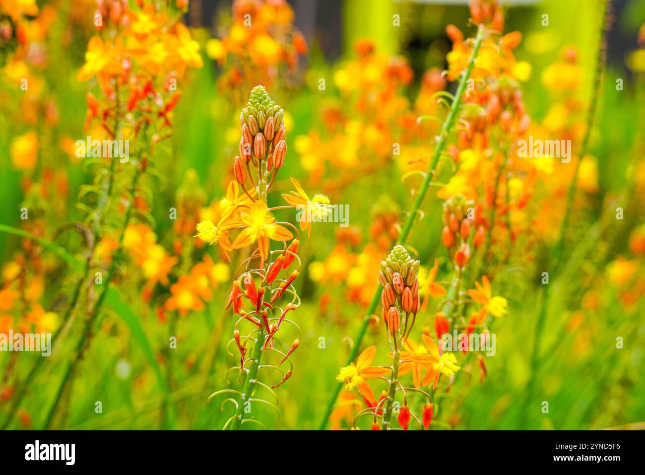 Bulbine frutescens est une espèce de plante à fleurs du genre Bulbine, originaire d'Afrique australe. Banque D'Images