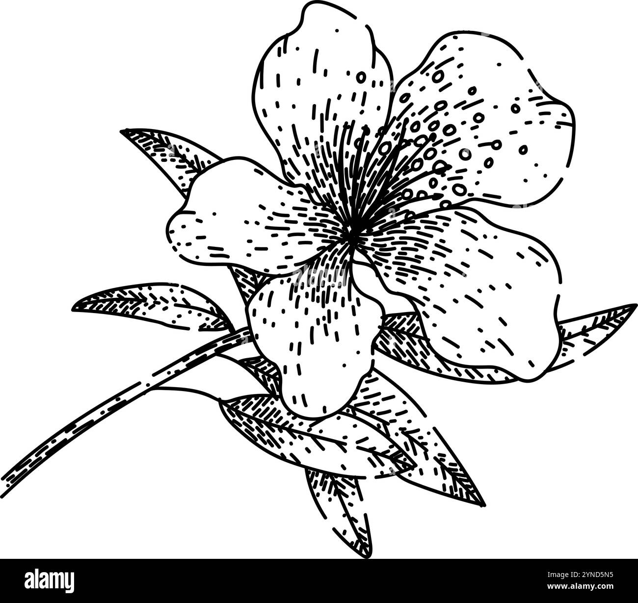 fleur azalée esquisse vecteur dessiné à la main Illustration de Vecteur