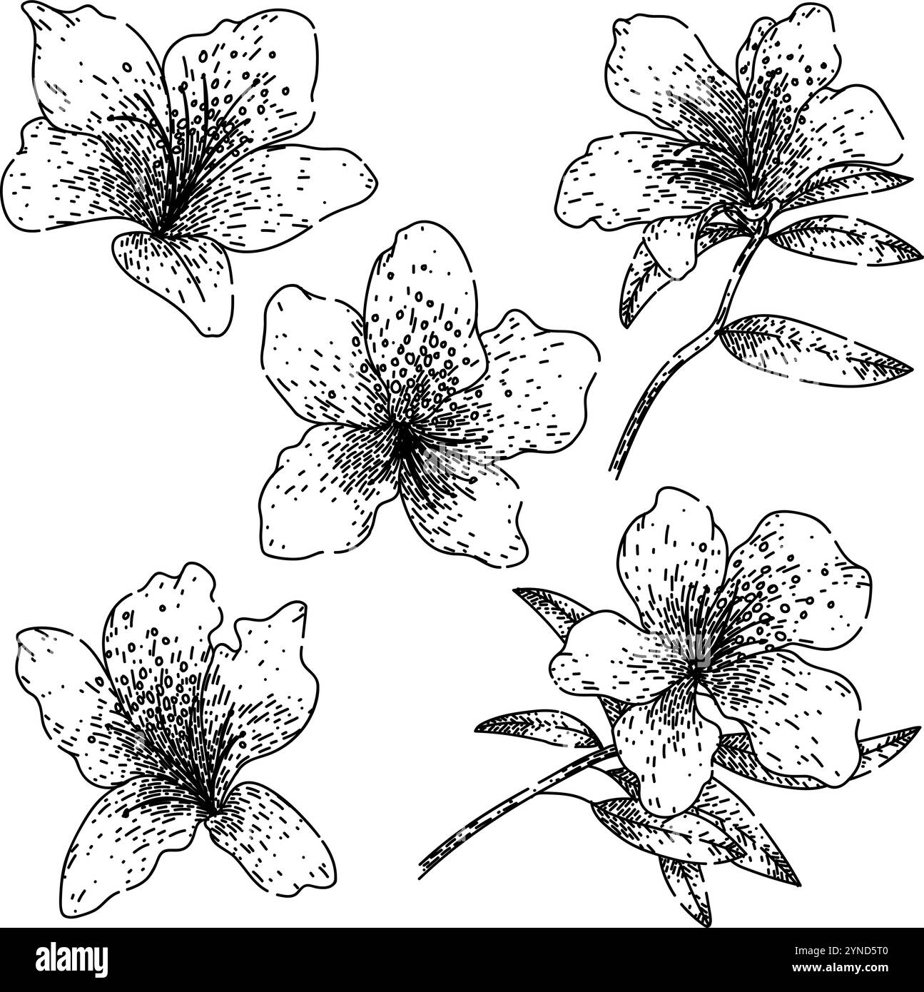 azalea set esquisse dessinée à la main vecteur Illustration de Vecteur