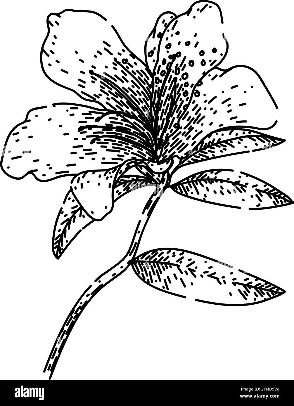 bloom azalea esquisse vecteur dessiné à la main Illustration de Vecteur