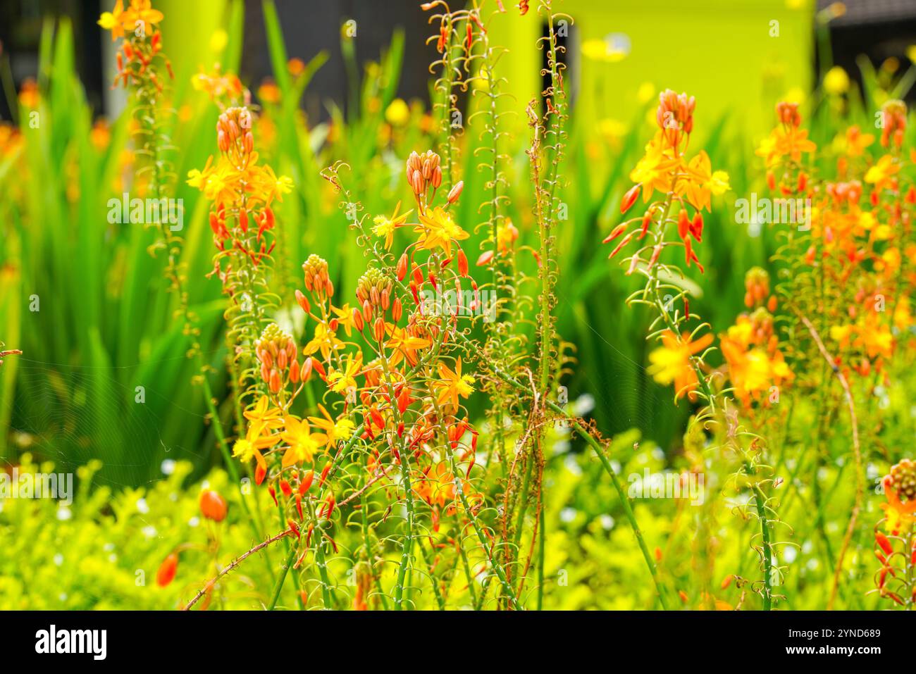 Bulbine frutescens est une espèce de plante à fleurs du genre Bulbine, originaire d'Afrique australe. Banque D'Images