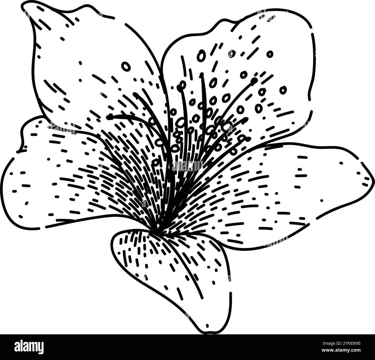 vecteur dessiné à la main par l'esquisse d'azalée de jardin Illustration de Vecteur