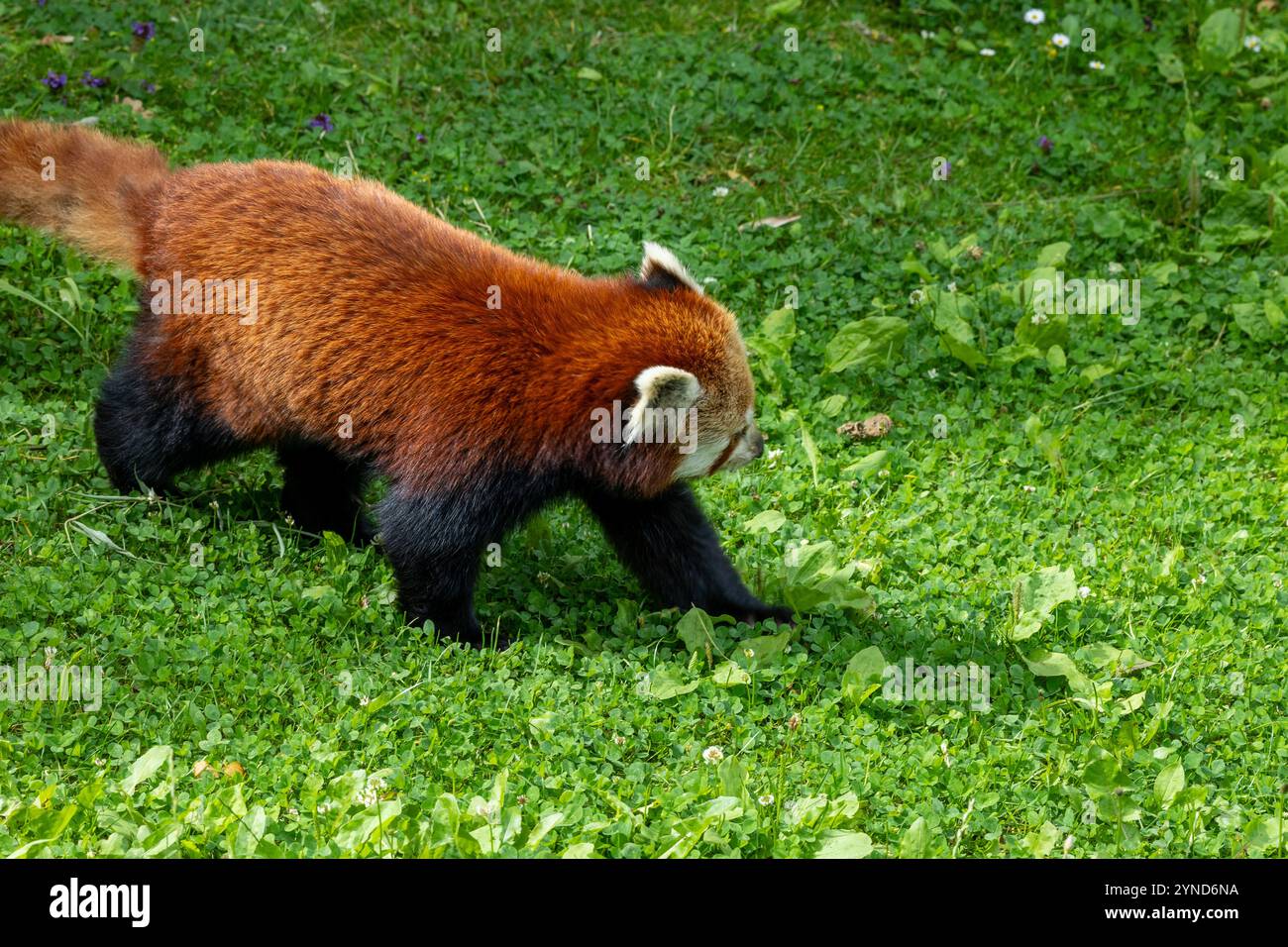 Panda rouge (Ailurus fulgens fulgens), également connu sous le nom de panda rouge népalaise. Banque D'Images