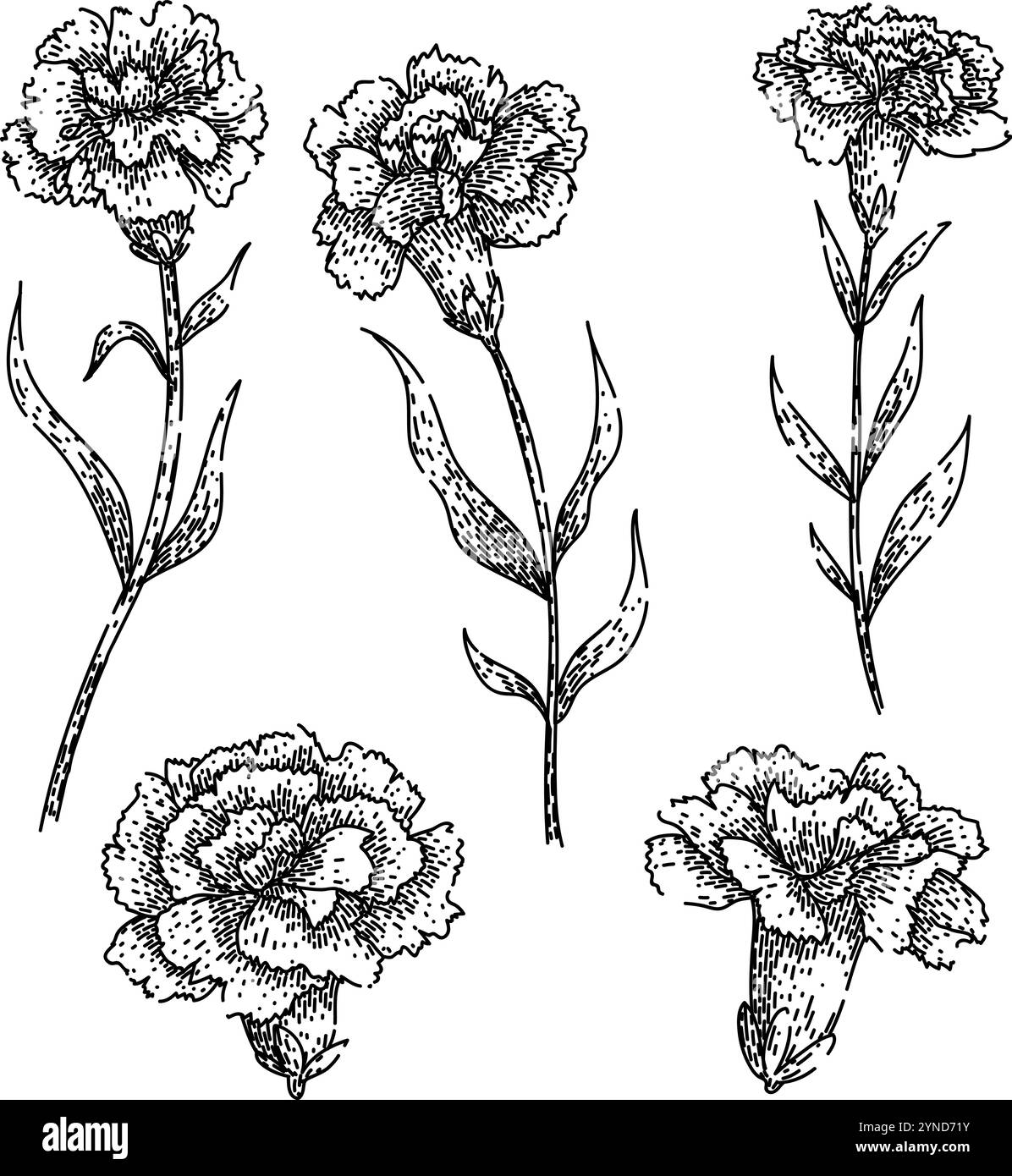 vecteur dessiné à la main par l'esquisse de l'œillet Illustration de Vecteur