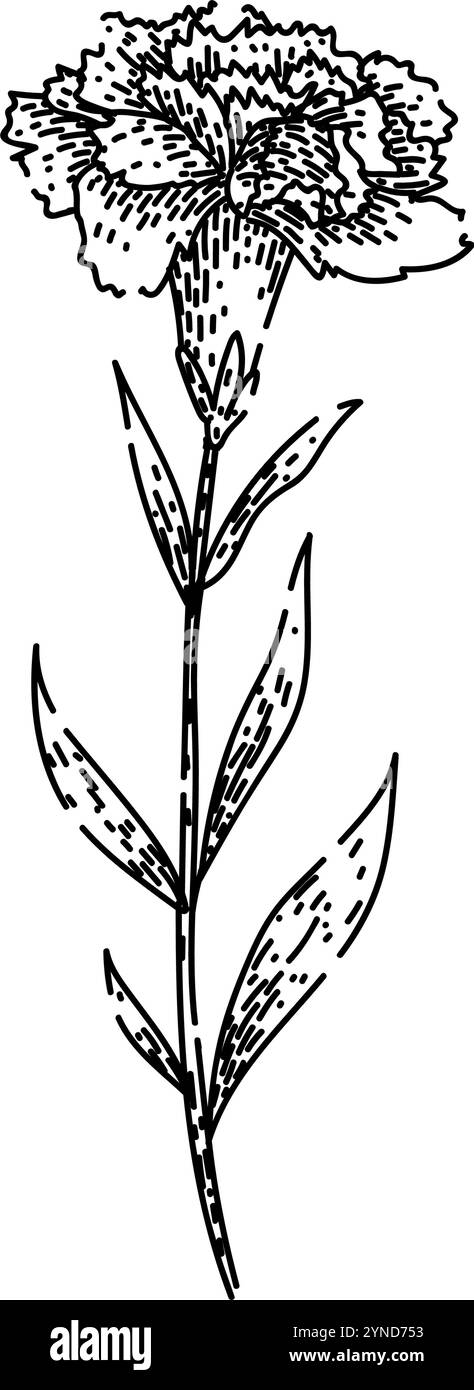 vecteur dessiné à la main par esquisse d'oeillet bloom Illustration de Vecteur