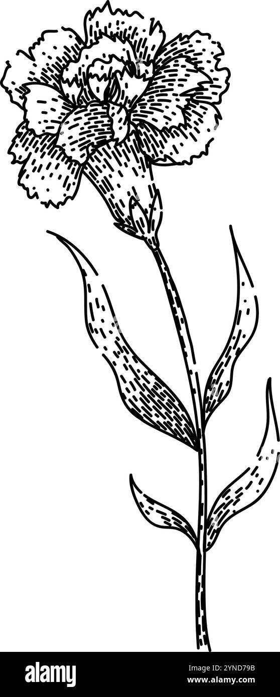 vecteur dessiné à la main par l'oeillet de pétales Illustration de Vecteur