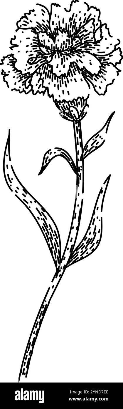 vecteur dessiné à la main par croquis d'oeillet de parfum Illustration de Vecteur