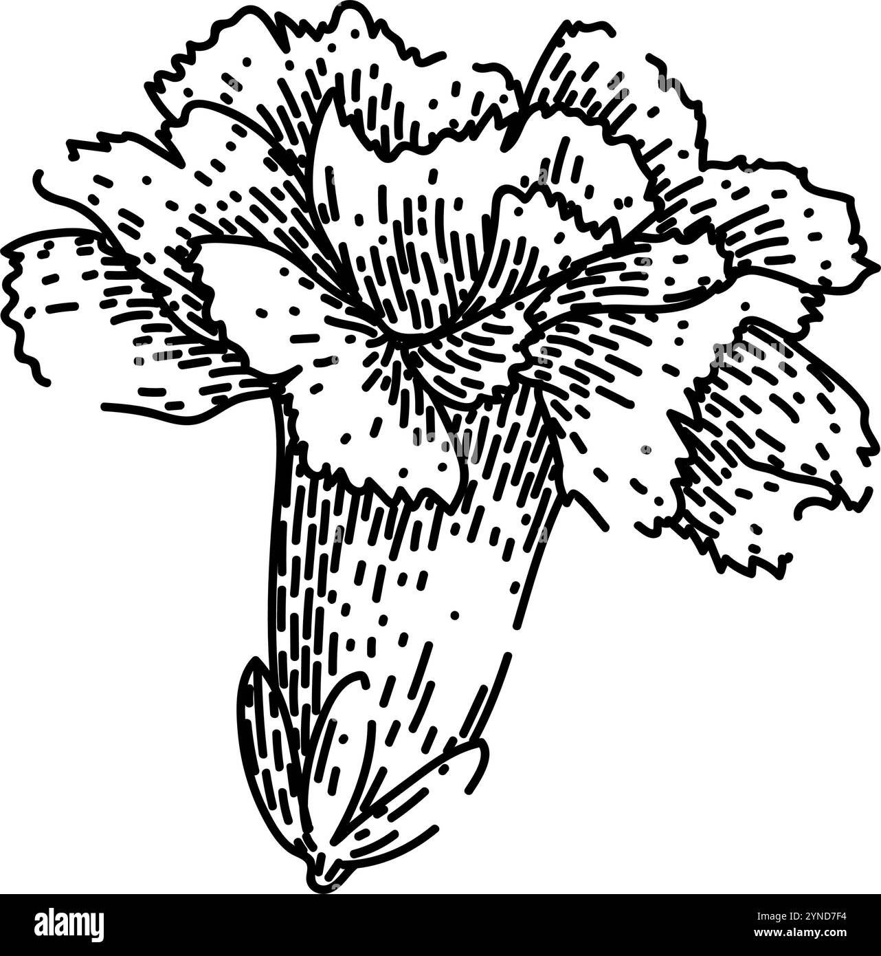 vecteur dessiné à la main par esquisse d'oeillet rose Illustration de Vecteur