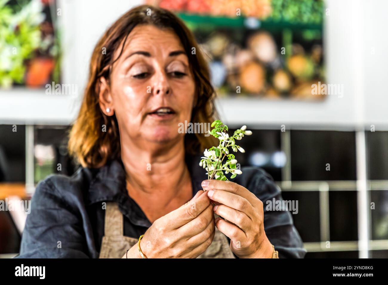 Atelier de cuisine caribéenne avec le chef Helmi Smeulders. Les brins de moringa sentent les violettes et le goût rappelle le raifort. Djonora Marthaweg, Kòrsou, Curaçao, Curaçao Banque D'Images