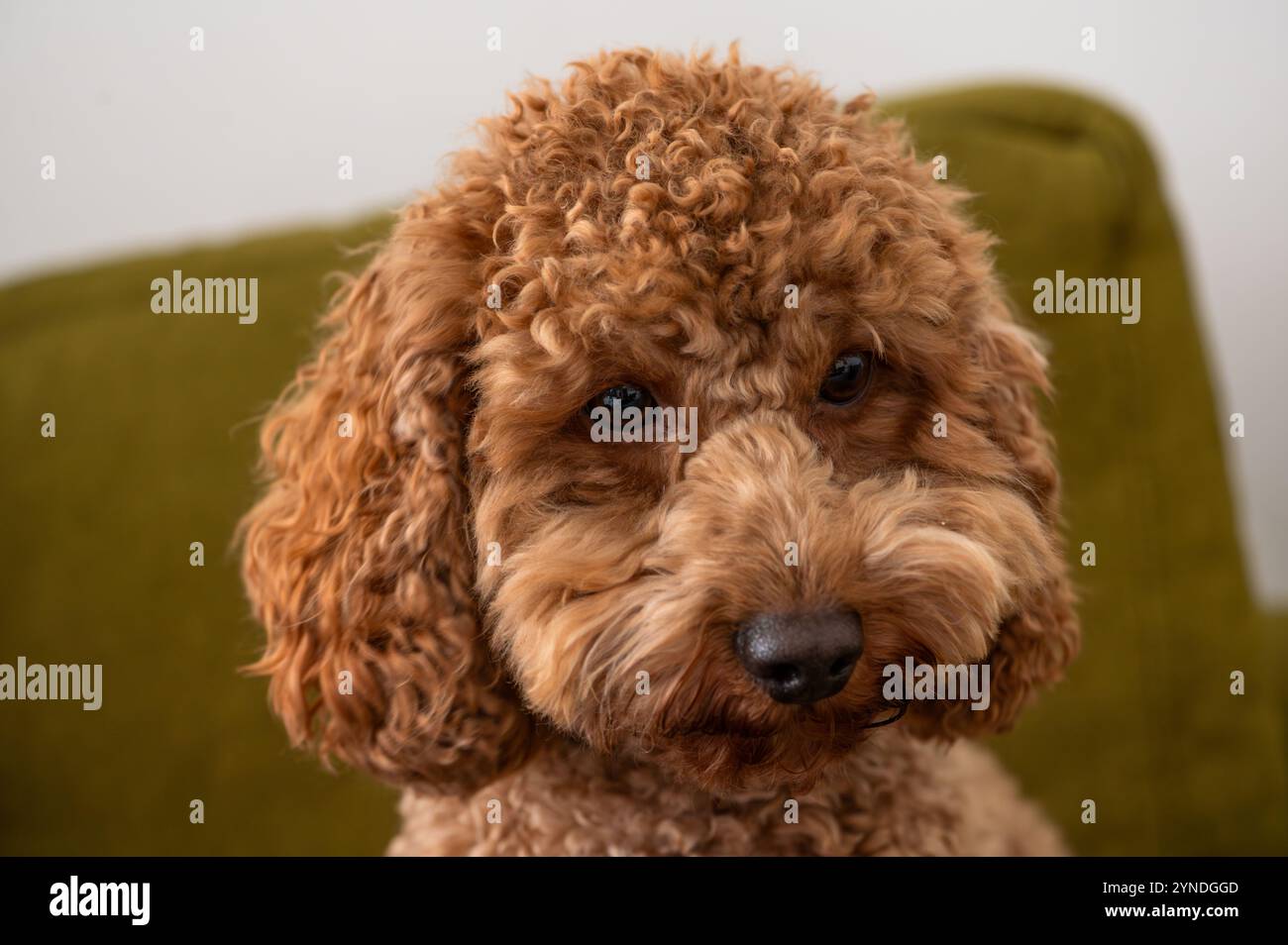 Ce caniche mignon aux cheveux rouges est assis sur un canapé vert doux, regardant directement le spectateur avec une expression adorable. Les boucles ludiques ajoutent à son Banque D'Images