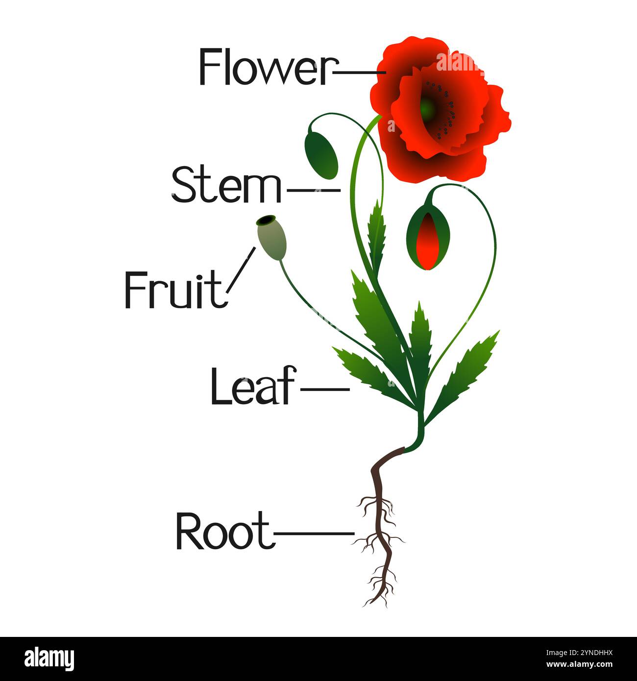 Parties de plantes de pavot. Illustration de Vecteur