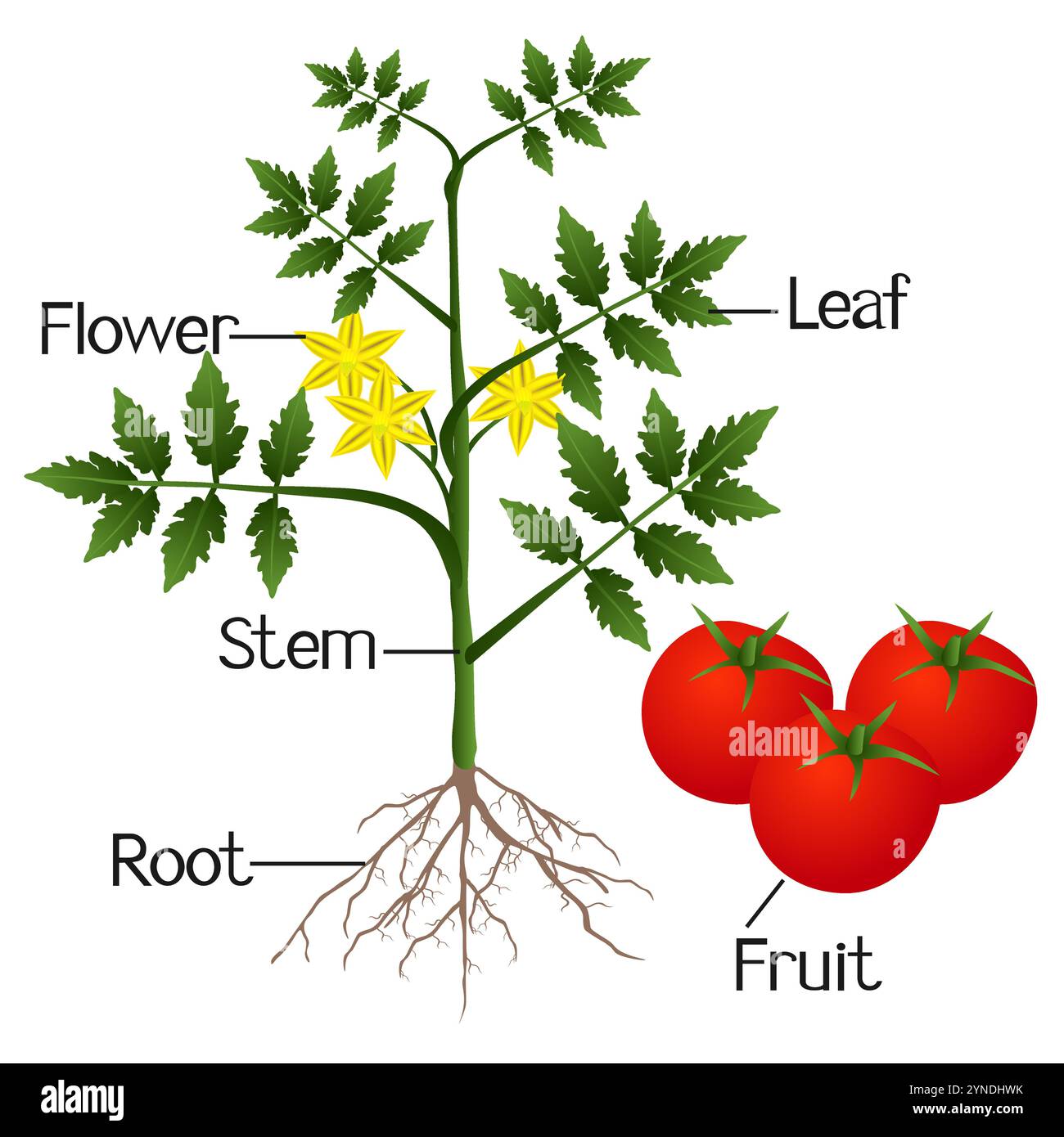 Illustration montrant les parties d'un plant de tomate. Illustration de Vecteur