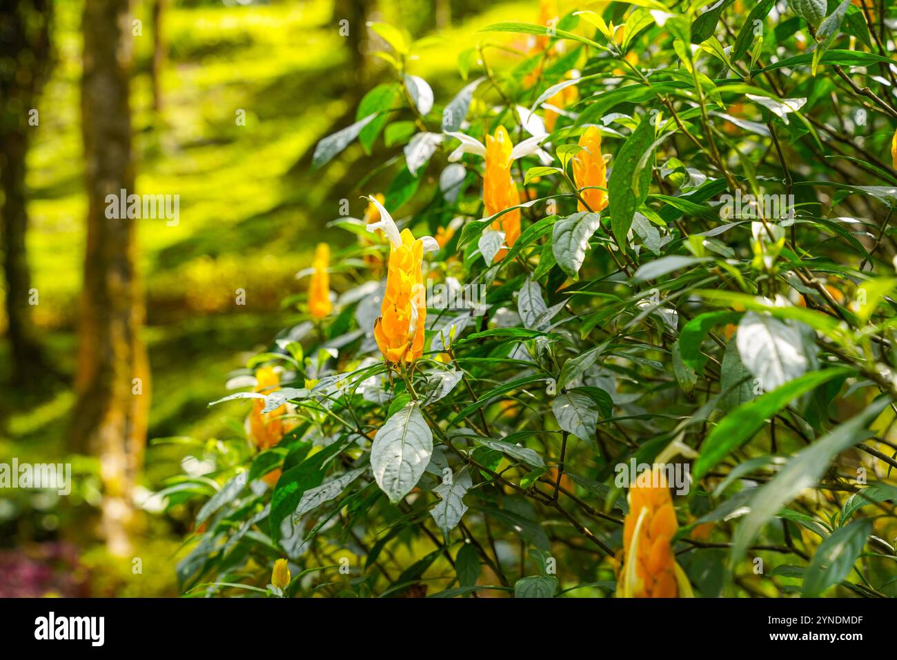 Pachystachys lutea, connue sous le nom de plante de crevette dorée ou plante de sucette Banque D'Images
