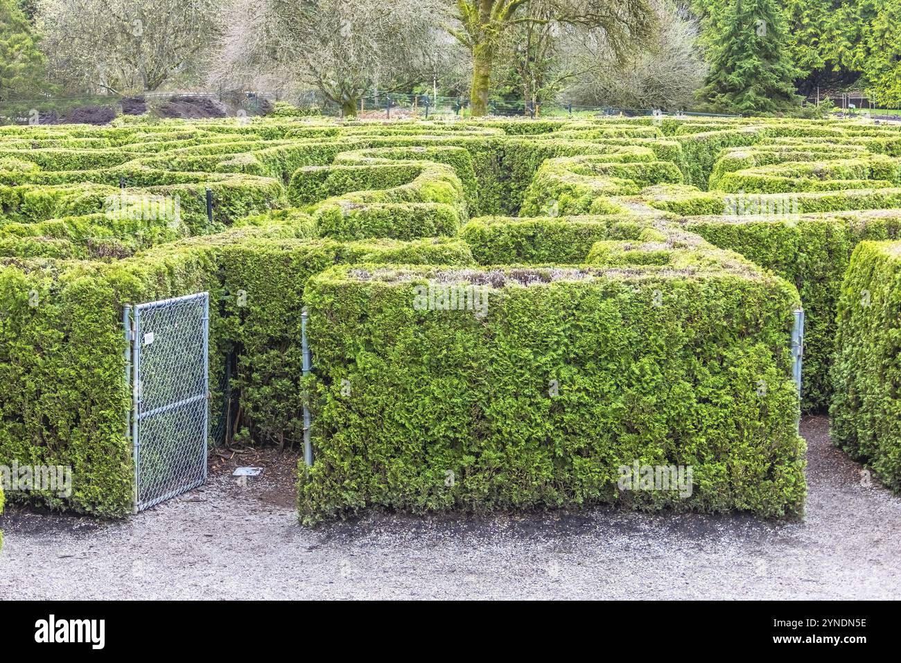 Vancouver, Colombie-Britannique, Canada. 13 avril 2024. VanDusen Garden's Elizabethan Hedge MazeVancouver (Colombie-Britannique) L'un des six seulement en Amérique du Nord Banque D'Images