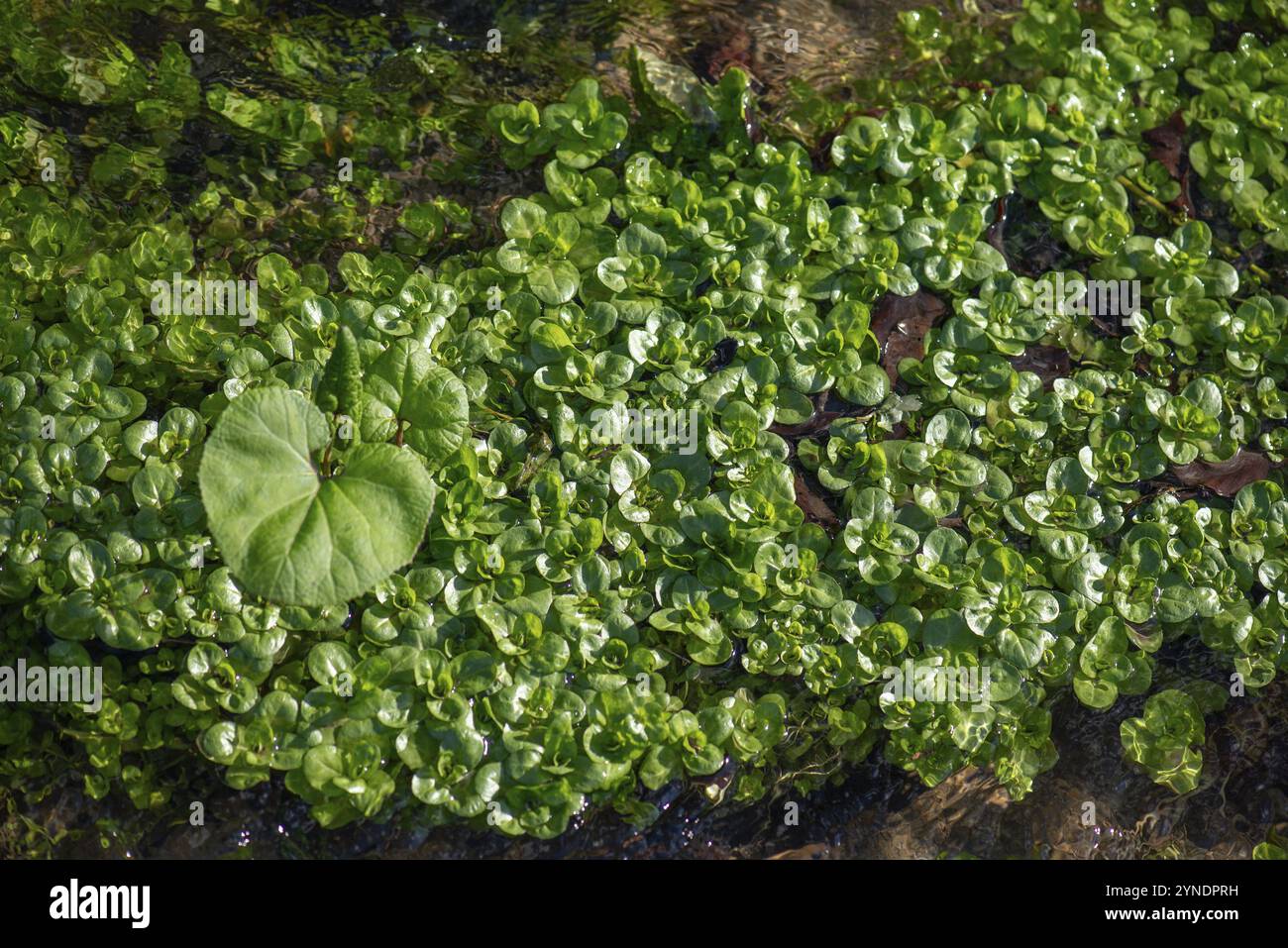 Cresson (Nasturtium officinale) et butterbur en fleurs (Petasites hybridus) dans un ruisseau, Bavière, Allemagne, Europe Banque D'Images