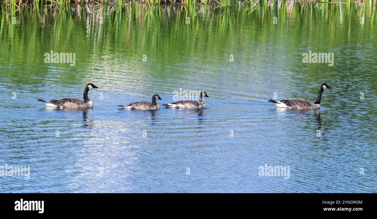 Une famille d'oies du Canada. Une grande oie sauvage avec une tête et un cou noirs, des joues blanches, blanche sous son menton, et un corps brun Banque D'Images
