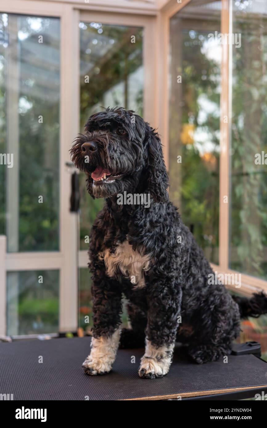 Chien d'eau portugais non toiletté assis sur une table de toilettage. Verticalement. Banque D'Images