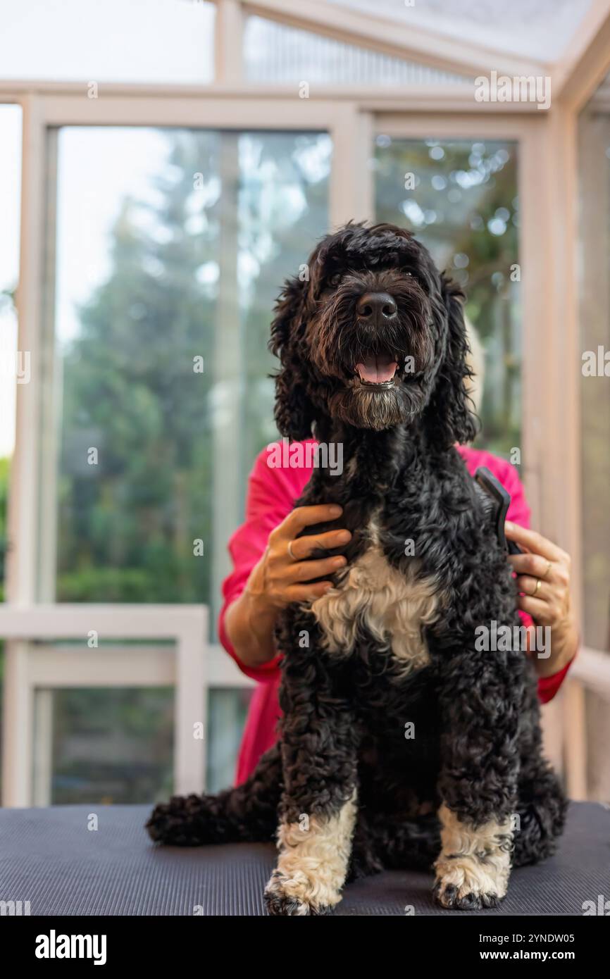 Femme toiletteur tient un chien d'eau portugais, qui est assis sur une table de toilettage. Verticalement. Banque D'Images