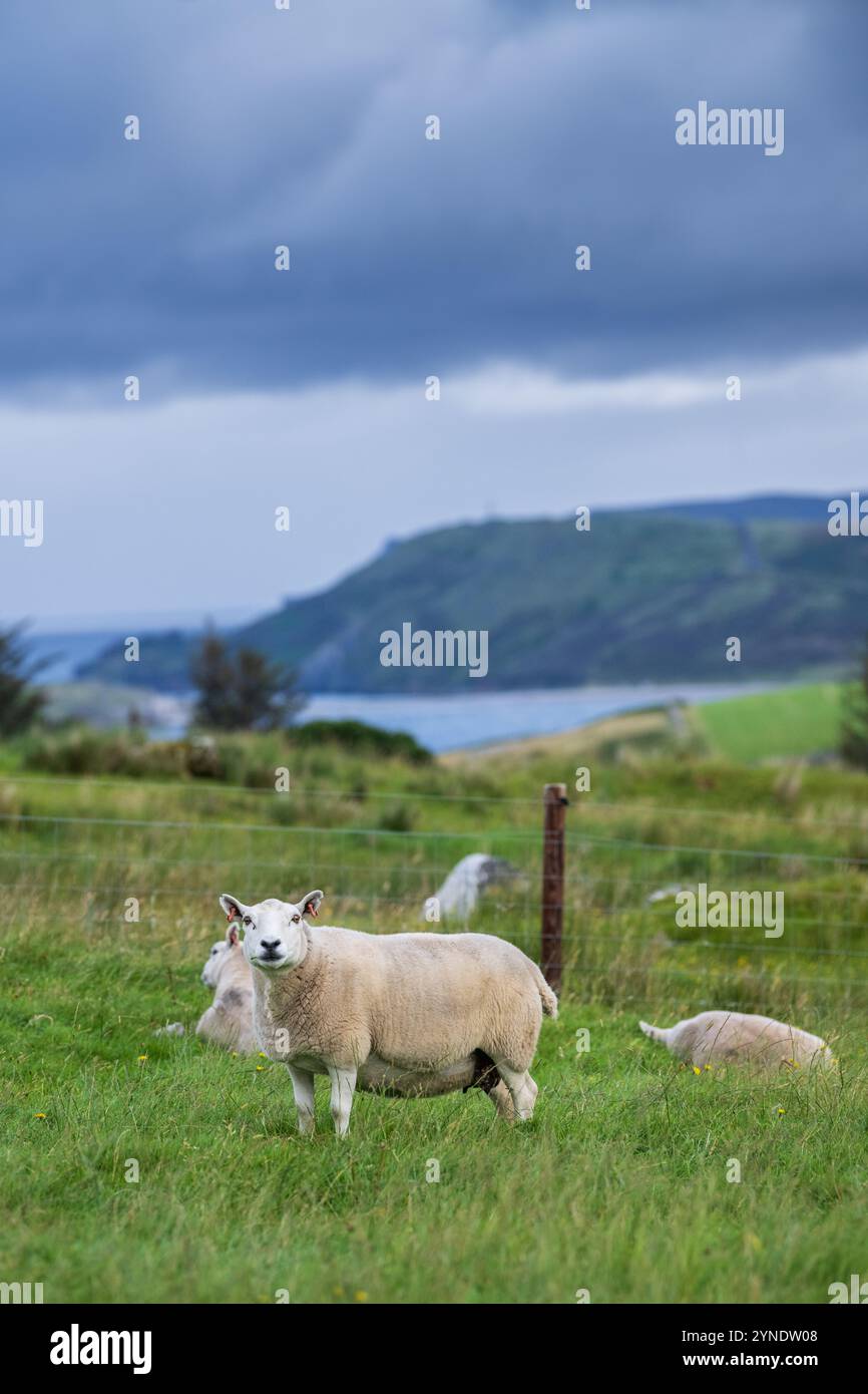 Brebis Cheviot dans les pâturages sur une ferme écossaise de colline à Sutherland, Royaume-Uni. Banque D'Images