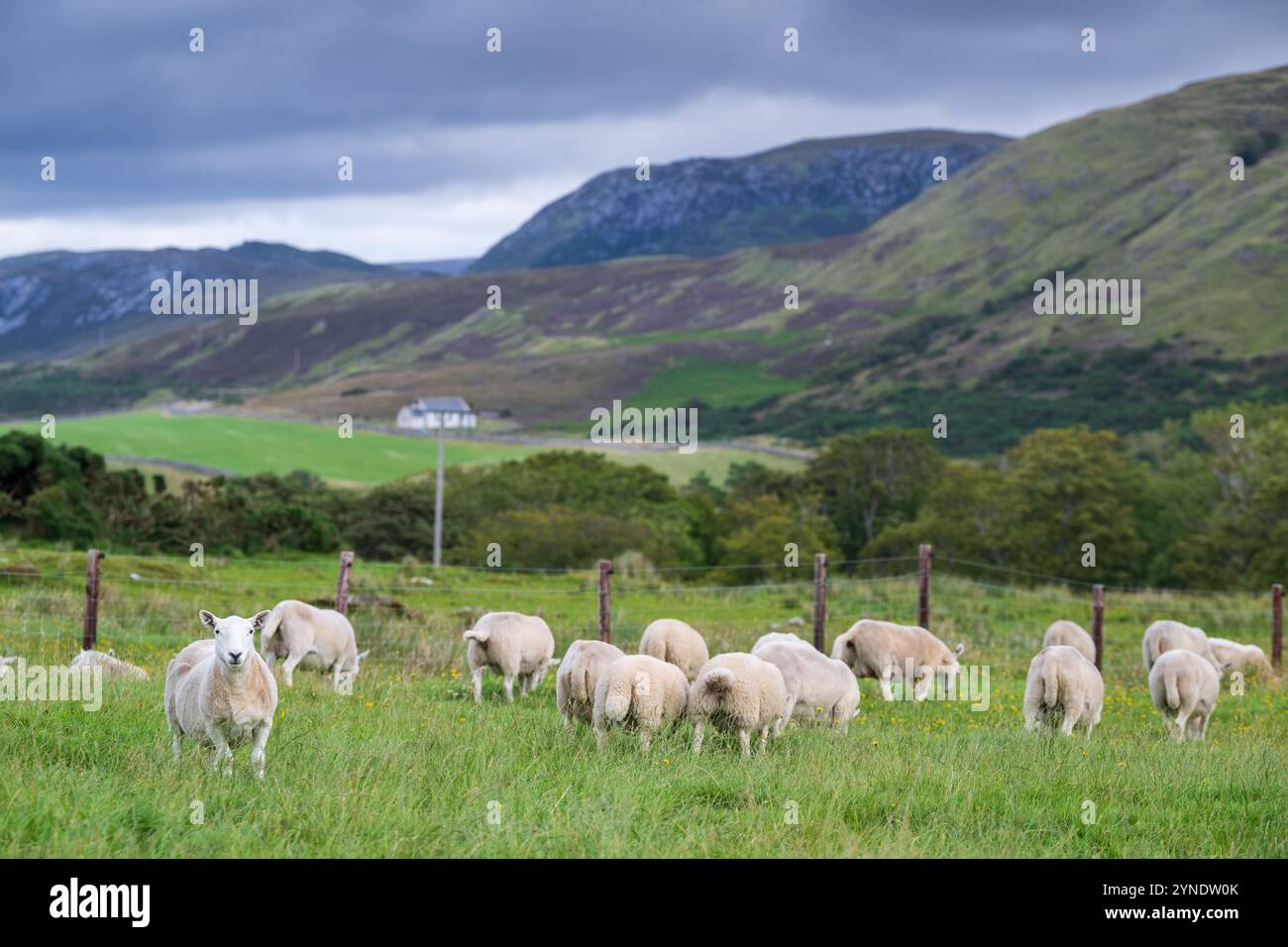 Brebis Cheviot dans les pâturages sur une ferme écossaise de colline à Sutherland, Royaume-Uni. Banque D'Images
