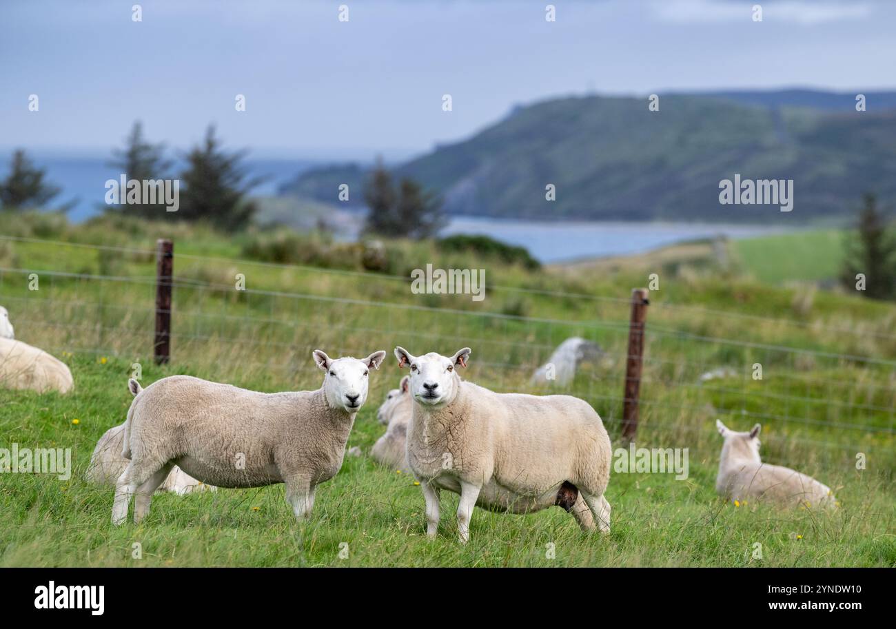 Brebis Cheviot dans les pâturages sur une ferme écossaise de colline à Sutherland, Royaume-Uni. Banque D'Images