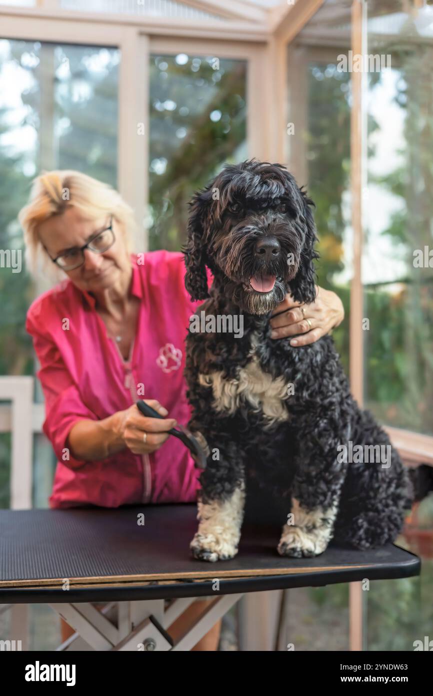 Le toiletteur féminin toilette un chien d'eau portugais, qui est assis sur une table de toilettage. Verticalement. Banque D'Images