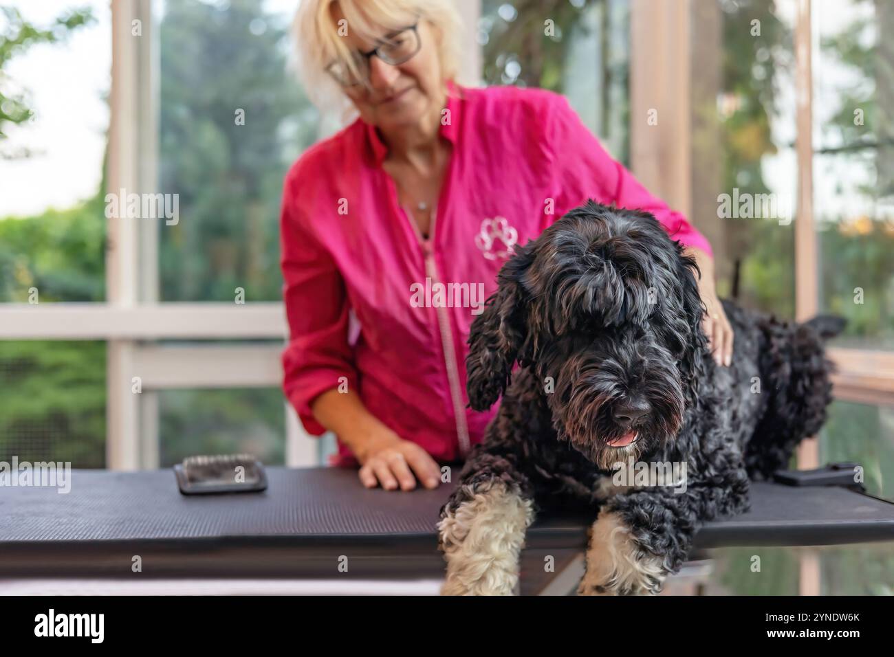 Le chien d'eau portugais est prêt pour le toilettage. Le chien est allongé sur la table de toilettage. Horizontalement. Banque D'Images