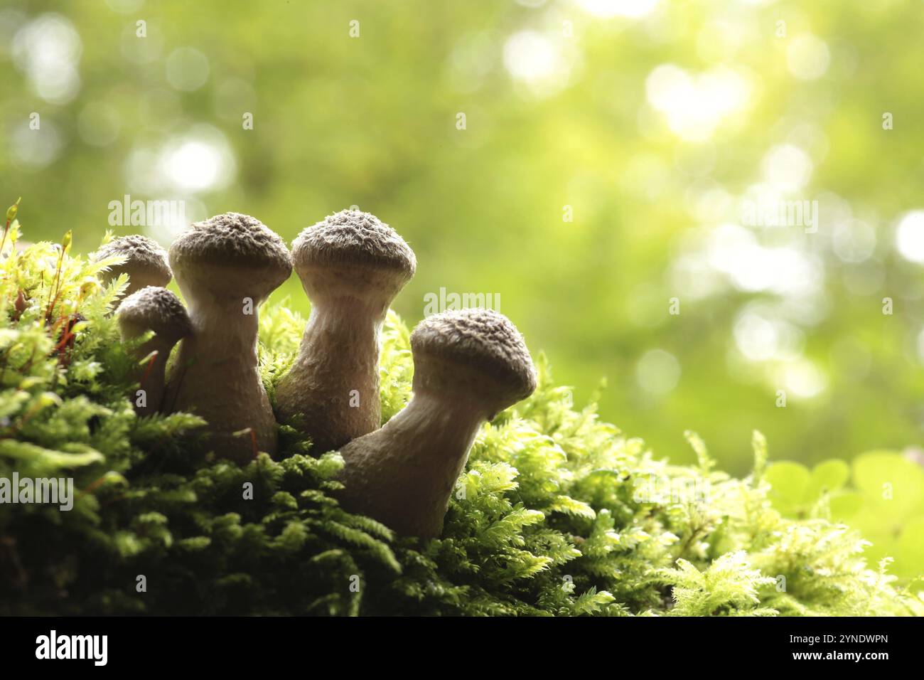 Champignons poussant sur un tronc d'arbre dans la forêt Banque D'Images