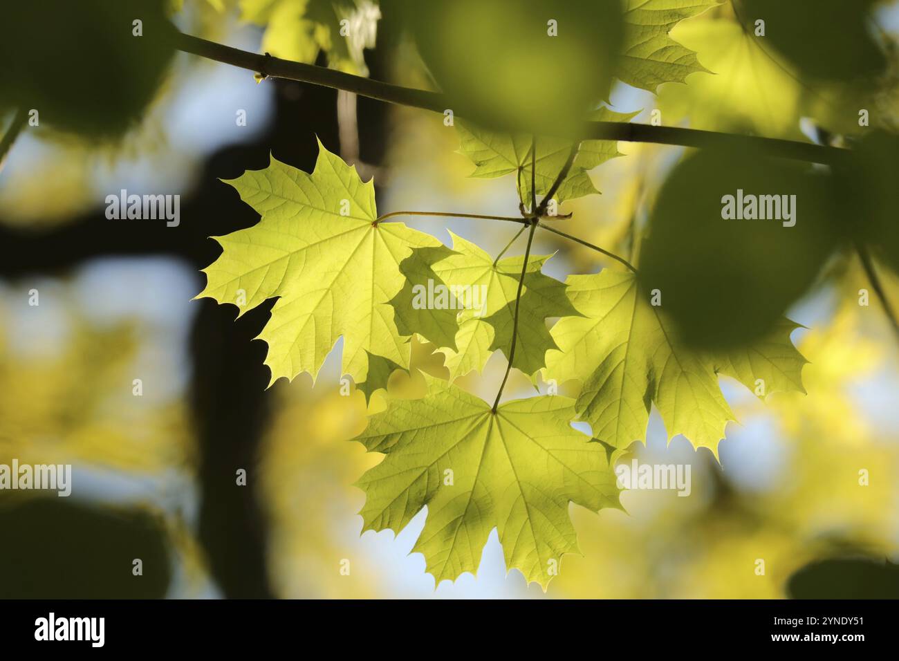 Gros plan des feuilles d'érable printanières sur une branche d'arbre Banque D'Images