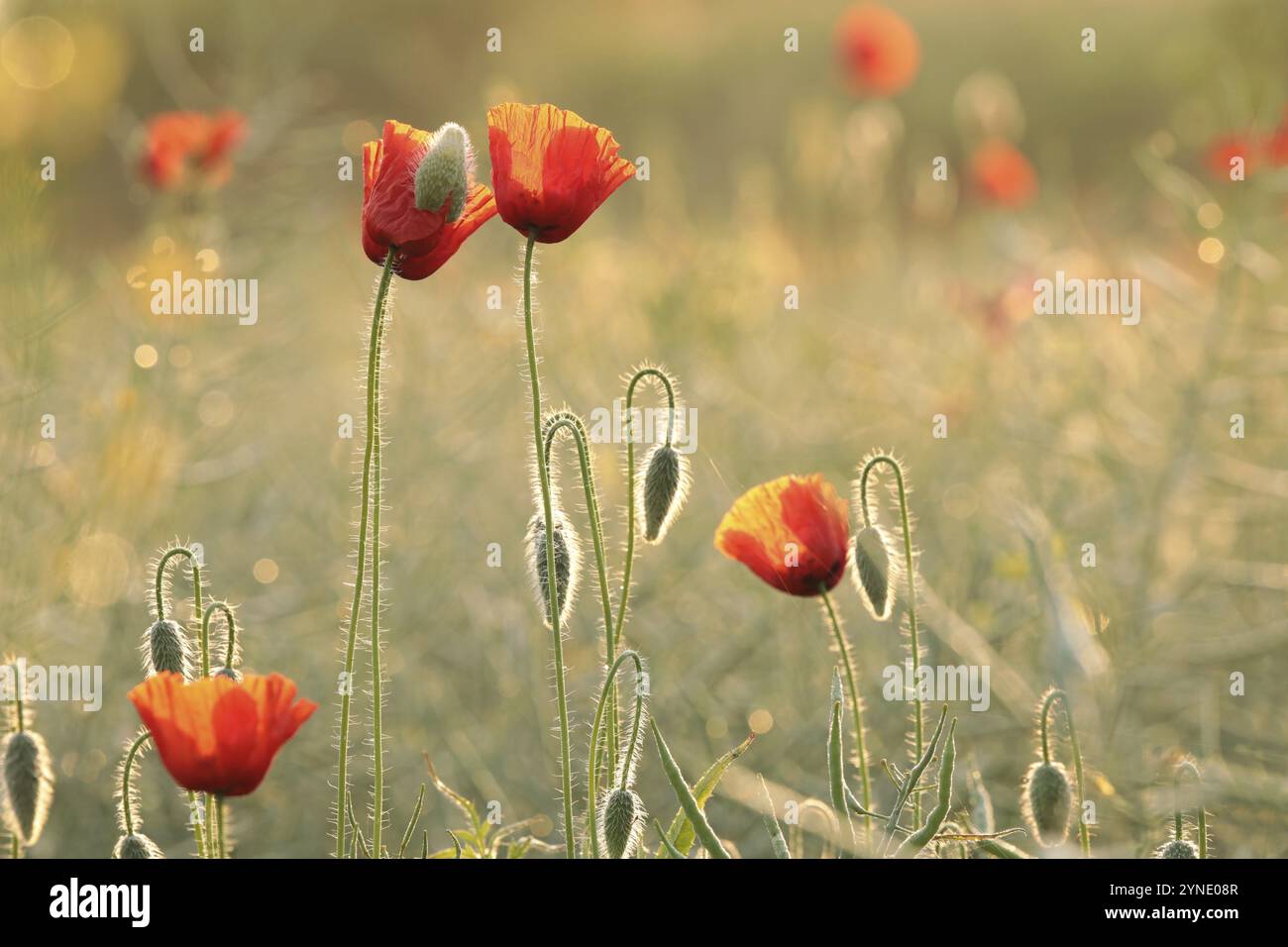 Des coquelicots sur le terrain au lever du soleil Banque D'Images