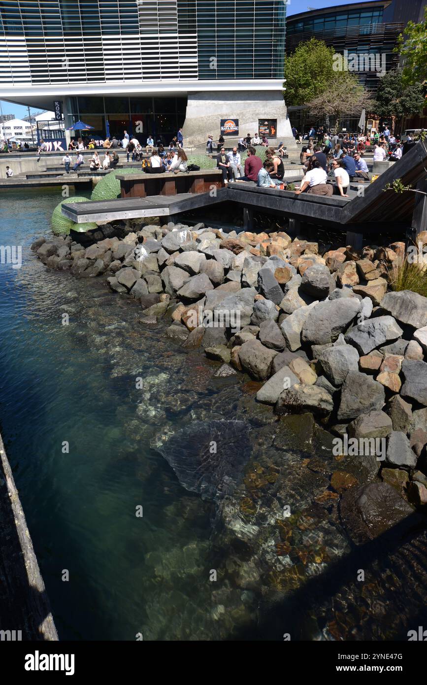 WELLINGTON, NOUVEAU-ZELAND, 22 OCTOBRE 2024 : un raie géante (au premier plan, au centre) fait une croisière sur le front de mer au port de Wellington pendant que les gens profitent de leur pause déjeuner dans des cafés en plein air. Banque D'Images