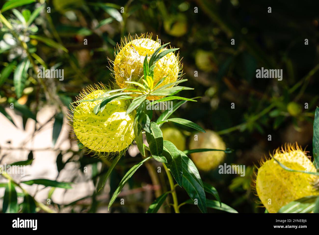 Gomphocarpus physocarpus, communément connu sous le nom de boules de cheveux, montgolfière, buisson de coton de ballons, boules d'évêque, tête de cloueur, ou plante de cygne, est une espèce de d Banque D'Images